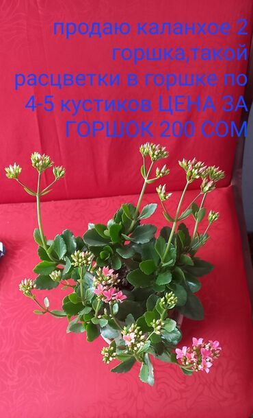 цветы каланхое: Продаю в Токмаке,каланхое 200 сом и фиалки по 150,если все заберёте