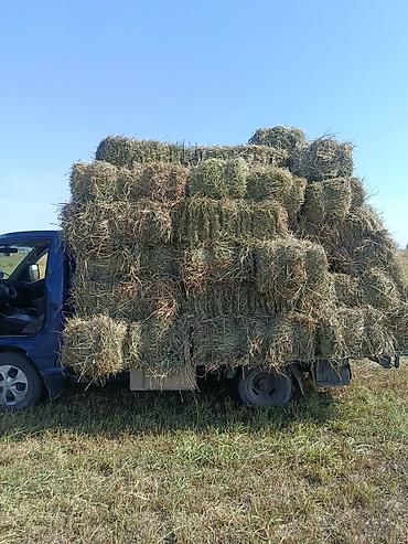 салома ячменя: Сено в тюках (малые прямоугольные тюки) - Заготовка лугового сена — 3