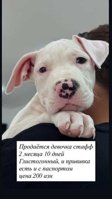 balaca ağ itlər: Pitbul, 2 ay, Dişi, Peyvəndli