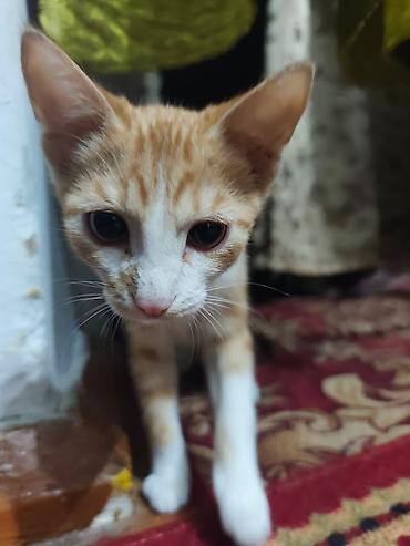 Продажа кошек: КОТЁНОК МАЛЬЧИК 2,5 МЕСЯЦА. Милый рыжебелый котёнок с короткой — 17