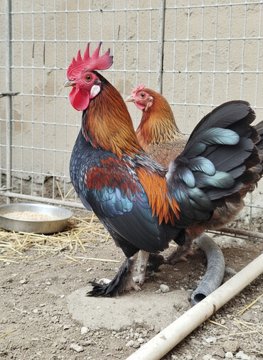 Toyuqlar: Toyuq, Damazlıq, Ünvandan götürmə — 1