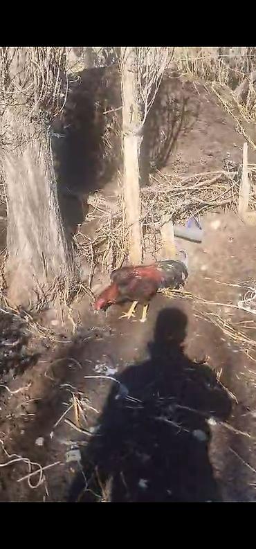 Xoruzlar: Xoruz, Heyratı, il: 3, Ödənişli çatdırılma — 9