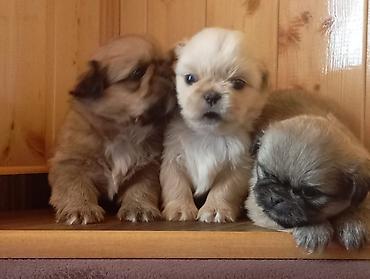 koxin karlik: Pekines, 1 ay, Erkək, Peyvəndli, Ünvandan götürmə — 7