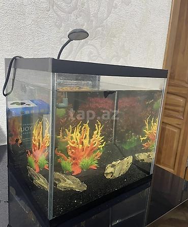 akvarium balaca: Dördbucaq akvarium, Balıqlarla birlikdə, 27 l — 2