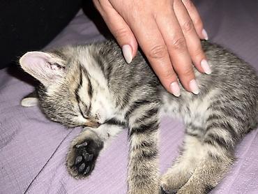 Отдам даром кошку: Котёнок-полосатик (тигрёнок) — домашний компаньон.Отдам даром. - — 2