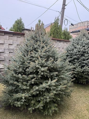 Ель: Продаю Ели голубые от 2-4 метров, колоновидные туи 4 метровые: густые — 20
