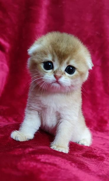 Продажа кошек: Питомник шотландских кошек предлагает к предварительному резерву at lalafo.kg — 2 Продажа кошек: Питомник шотландских кошек предлагает к предварительному резерву — 2