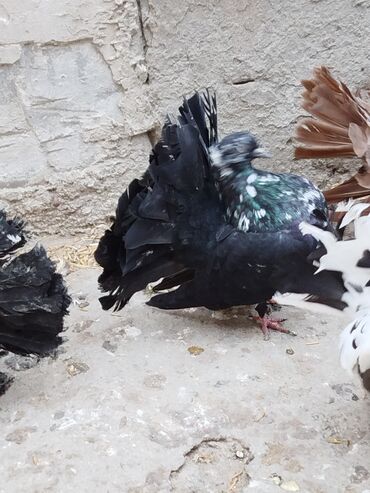 Göyərçinlər: Salam aleykum.Pavlin göyərçinləri satılır.Pavlinlərin sağlamlığına — 10