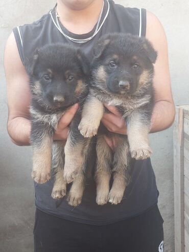 İtlər: Alman çoban iti, 1 ay, Erkek, Ödənişli çatdırılma — 8