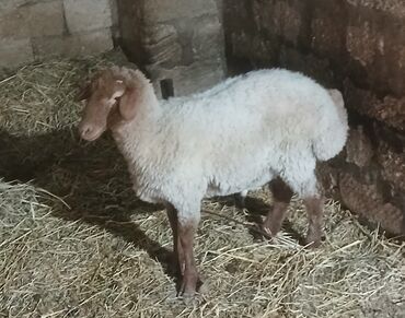 британская голубая кошка: Qoyun – yerli cins tipli, qəhvəyi baş və ayaqlar, ağ-qırxım yunlu