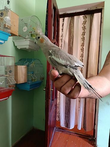 Nimfa (cockatiel) – əl öyrəşmiş, ünsiyyətcil və sakit xasiyyətli quş