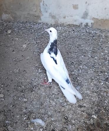 su quşu adları: Tutulma erkey tuleydedi heyvan — 1