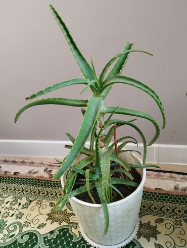 уход за садом: Комнатные растения в горшках (набор) 1) Молочай Милла (Euphorbia