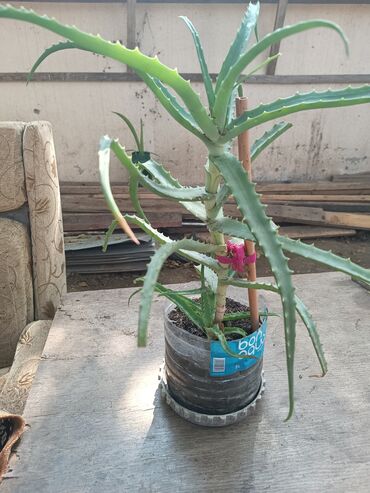 Aloe: Alov gülü
