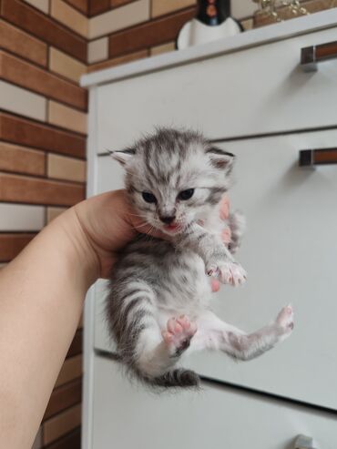 Pişiklər: Yaxşı əllərə -da lalafo.az — 4 Pişiklər: Yaxşı əllərə — 4