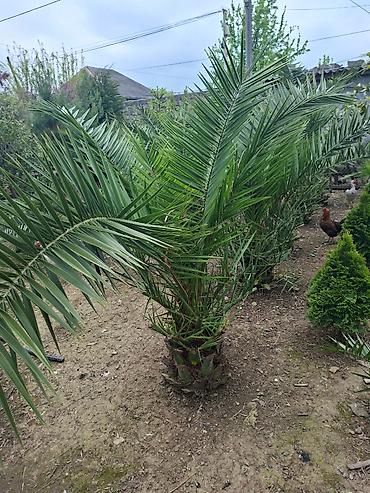 Çöl bitkiləri: Ağac, gullerin satişi — 6