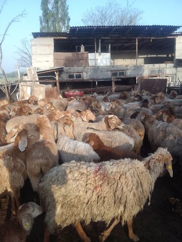 скот продаю: Продаю | Овца (самка) | Гиссарская, Арашан | Для разведения | Матка
