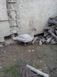 sudluk inekler satışı: 6 Ayliq Erkey lavanda satılır temiz qandı qiymət 40 Azen