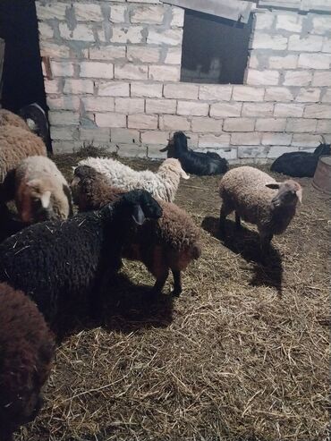 qurban bayrami qoyun sekilleri: Erkək, Qala, il: 1, 15 kq, Damazlıq, Ünvandan götürmə