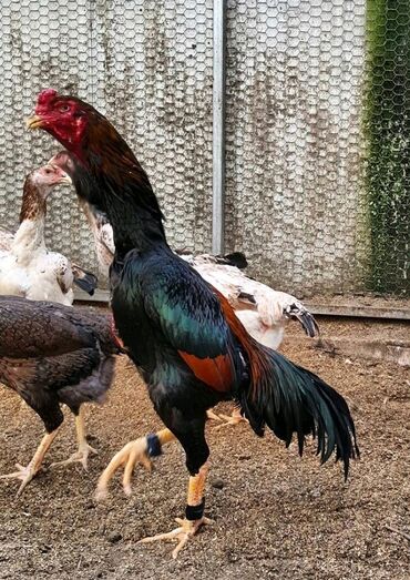 Toyuqlar: Toyuq, Damazlıq, Pulsuz çatdırılma -da lalafo.az — 5 Toyuqlar: Toyuq, Damazlıq, Pulsuz çatdırılma — 5