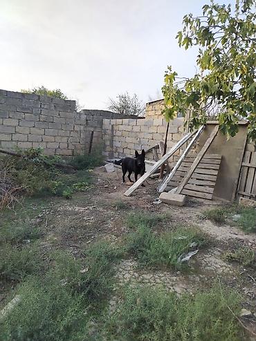 alman avçarkası: Alman çoban iti, Erkək — 5