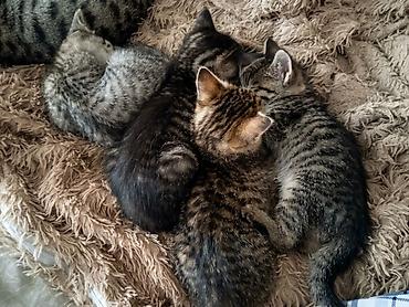 Отдам котят даром в добрые руки. 1.5 месяцев кушают самостоятельно