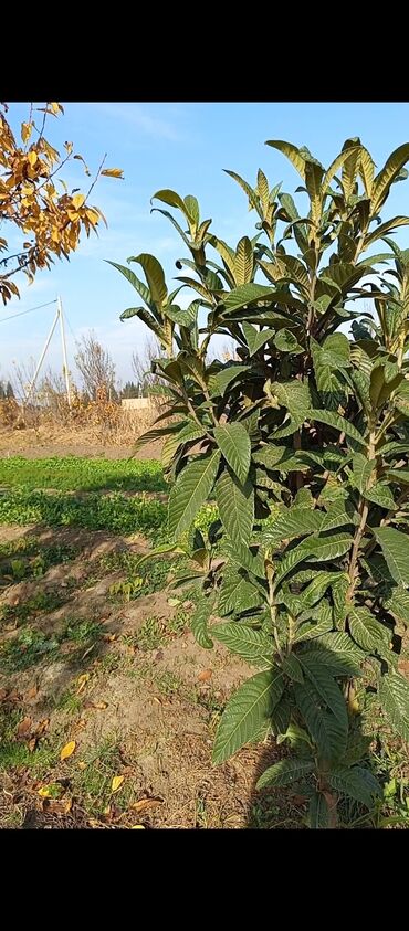 Buket güllər: Məhsul: Meyvə bağından ting və ağaclar Təsvir: Yerləşir Gəncə şəhəri