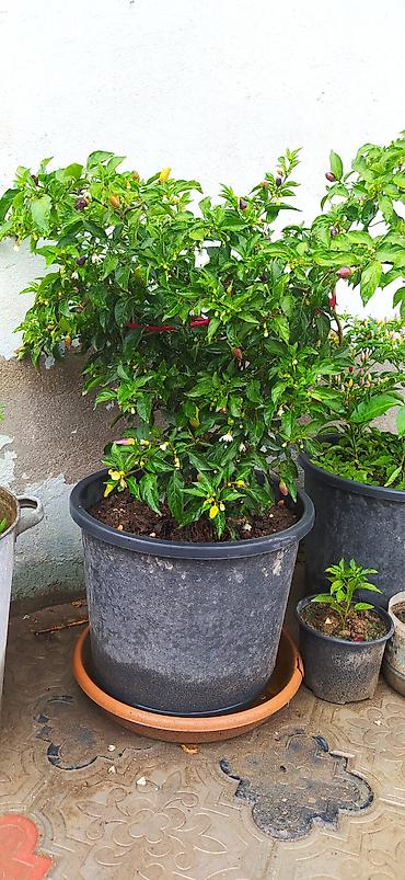 col bitkiləri: Bəzək kolu – Euonymus (qızılı-yaşıl yarpaqlı sortlar) - Saksıda — 9