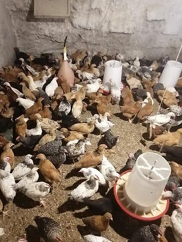 bala tutuquşu: Salam tam sağlam colpalardi damazdiqa yararlı çatdırma. var vacap — 4