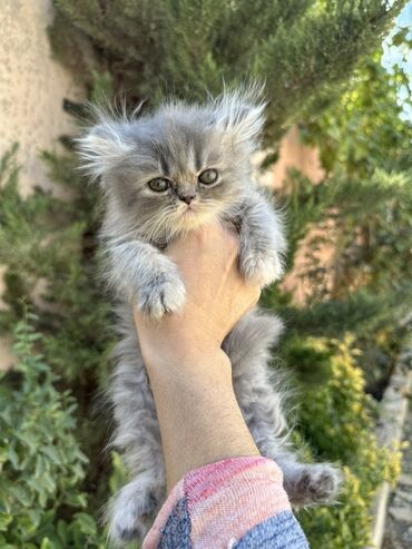 Pişiklər: Fars -da lalafo.az — 8 Pişiklər: Fars — 8