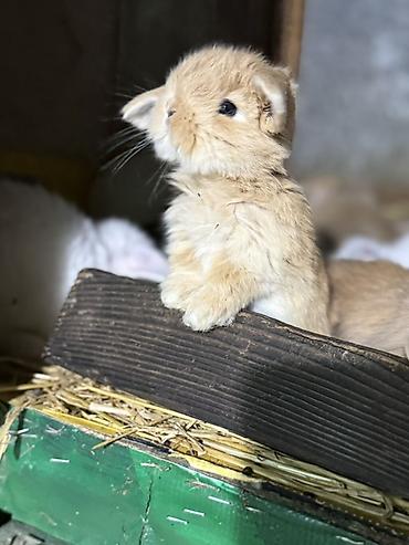 dovşan satılır: Mini Lop (asqılıqulaq) balaları - Cins: Mini Lop (asqılı qulaqlar — 6