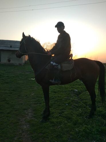 Лошади, кони: Продаю | Конь (самец), Жеребец | Английская, Полукровка | Для разведения, Рабочий, Конный спорт | Племенные — 7