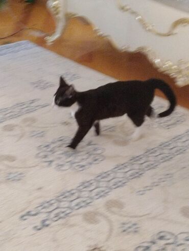 Pişiklər: Yaxşı əllərə — 6