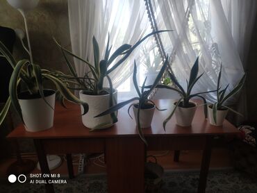 продаю комнатные растения: Продаю комнатное растение агава цена 1.500 2.000 3.000 4.000