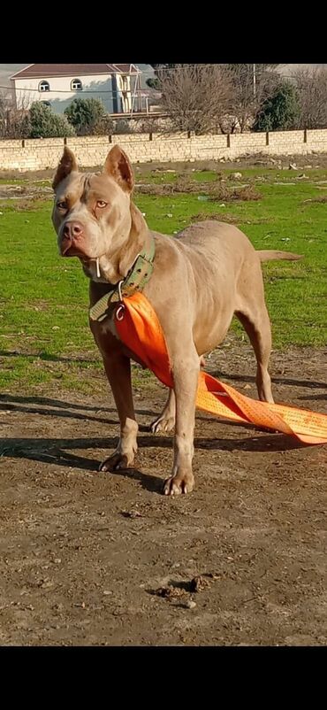 İtlər: Pitbul, 1 il, Dişi, Peyvəndli, Ödənişli çatdırılma — 2