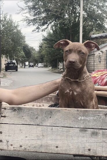 tuklu itler: Salam it təmiz qan pitbuldur adam falan cummur yəni cox gozel itdir 2