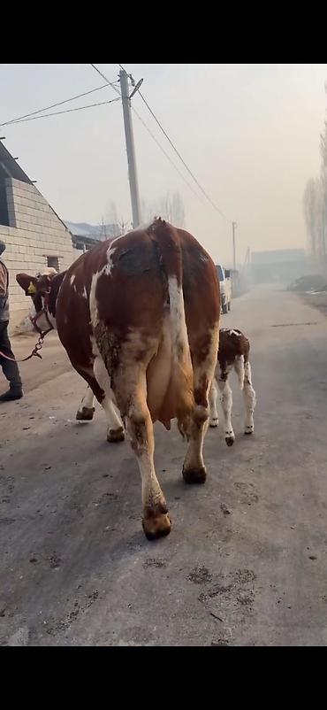 Inəklər, öküzlər: Simental tipli sağmal inək buzağı ilə birlikdə. Xüsusiyyətlər: - — 16