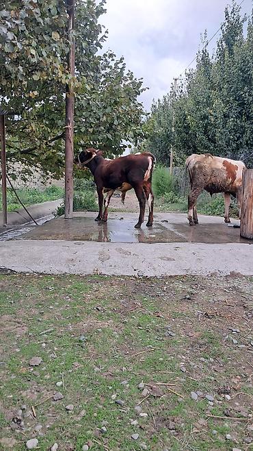 yerli inək: 10 aylıq ik baş erkək danalar satılır hərəsinin diri çəkisi 270kq dı — 7