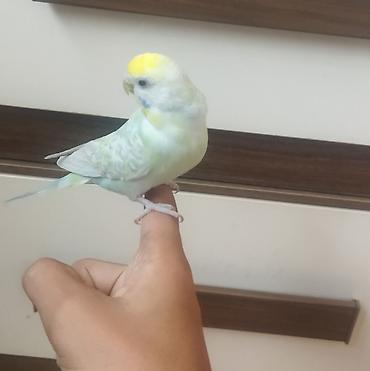 ev piwikleri: Məhsul: Dalmatian rəngli dalğalı papuqay (bajırıq) Təsvir: - Növ — 7
