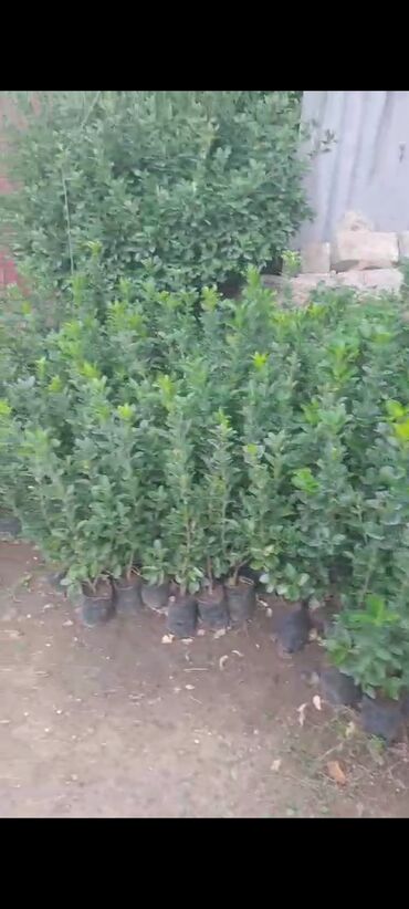 Tinglər: Həmişəyaşıl dekorativ kollar – qablarda - Növ: Euonymus japonicus — 18