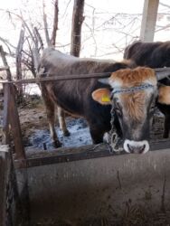 как купить собаку: Сатам | Бука (эркек)