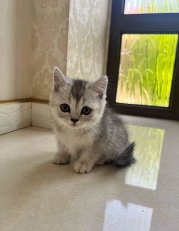 британка кошка: Скотиш Страйт (Шотландиялык тик кулактуу), 2 айлык, Эркек, Лотокко барууга үйрөтүлгөн, Курттардан тазаланган