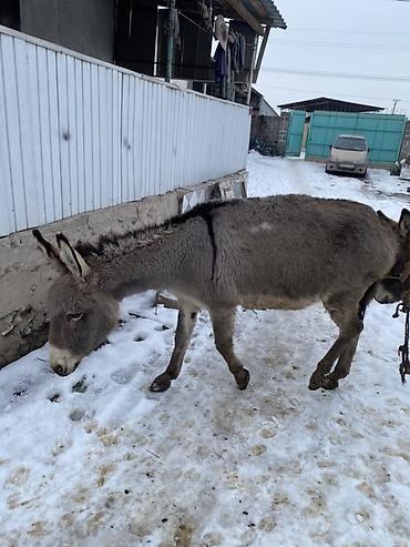Другие с/х животные: Осел с серым окрасом шерсти, находящийся на заснеженной территории — 5