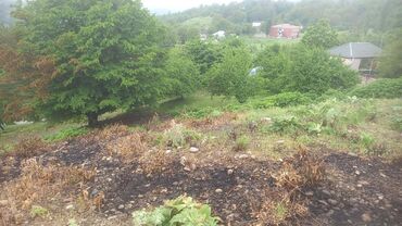 Torpaq sahələrinin satışı: 20 sot, Mülkiyyətçi, Kupça (Çıxarış), Texniki pasport -da lalafo.az — 8 Torpaq sahələrinin satışı: 20 sot, Mülkiyyətçi, Kupça (Çıxarış), Texniki pasport — 8