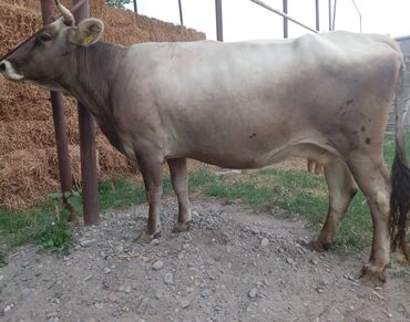 ink tec в Кыргызстан | ПРИНТЕРЫ: Продаём корову глубоко стельную 8.5 месяцев Швицкой породы 3 отёл с