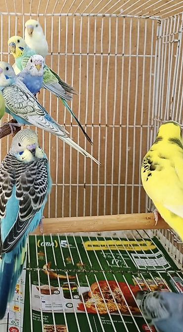 tutuquşu qiymətləri: Tam sağlam evde baxdigm quslardi.hamisini götürene 10 manatdan . Tek — 4