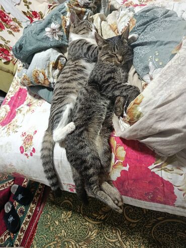 бекер уй: Домашние котята-полосатики - Пара ласковых короткошёрстных кошек с