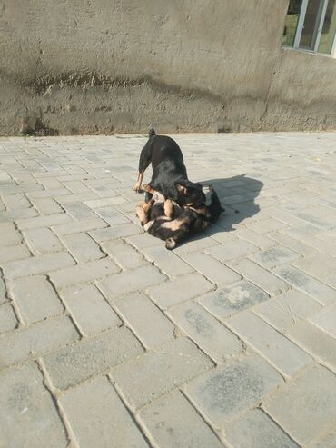 İtlər: Ingilis ov iti balalrı satlır bir erkey bir dişi itin anası cox agılı — 10