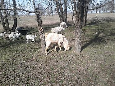занен эчки: Продаю | Козёл (самец) | Полукровка | Для разведения | Котные, Осеменитель, Племенные — 7