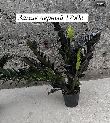 Другие комнатные растения: Комнатные растения: - Азалия — 700 с. Компактные кустики с пышными — 11